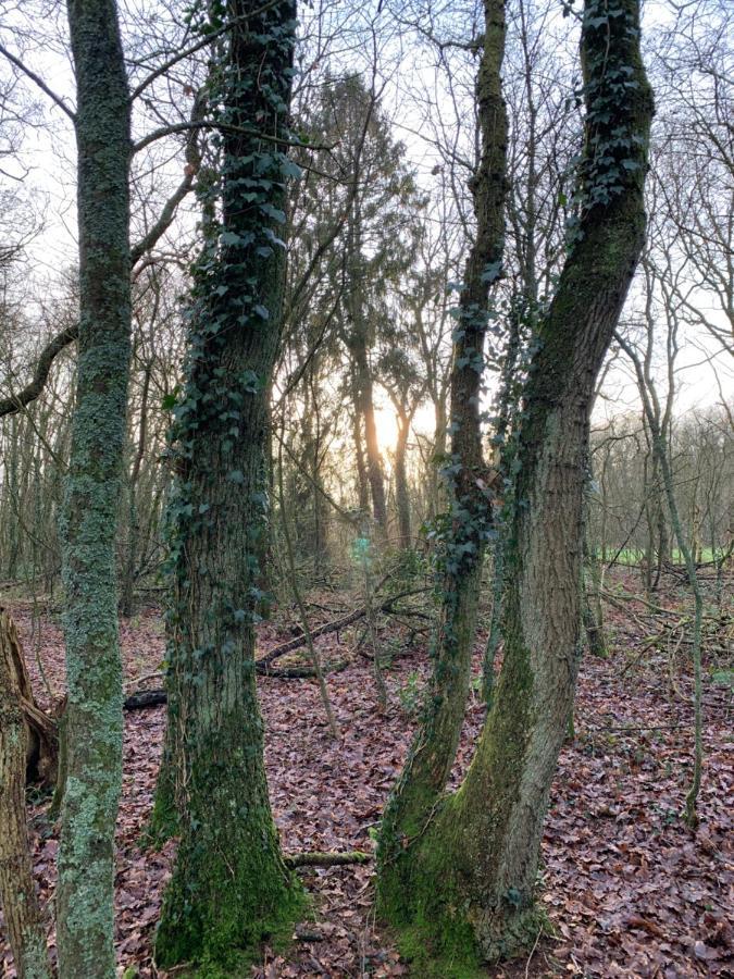 'T Holten Huus - Puur Genieten In Het Bos. Norg Zewnętrze zdjęcie