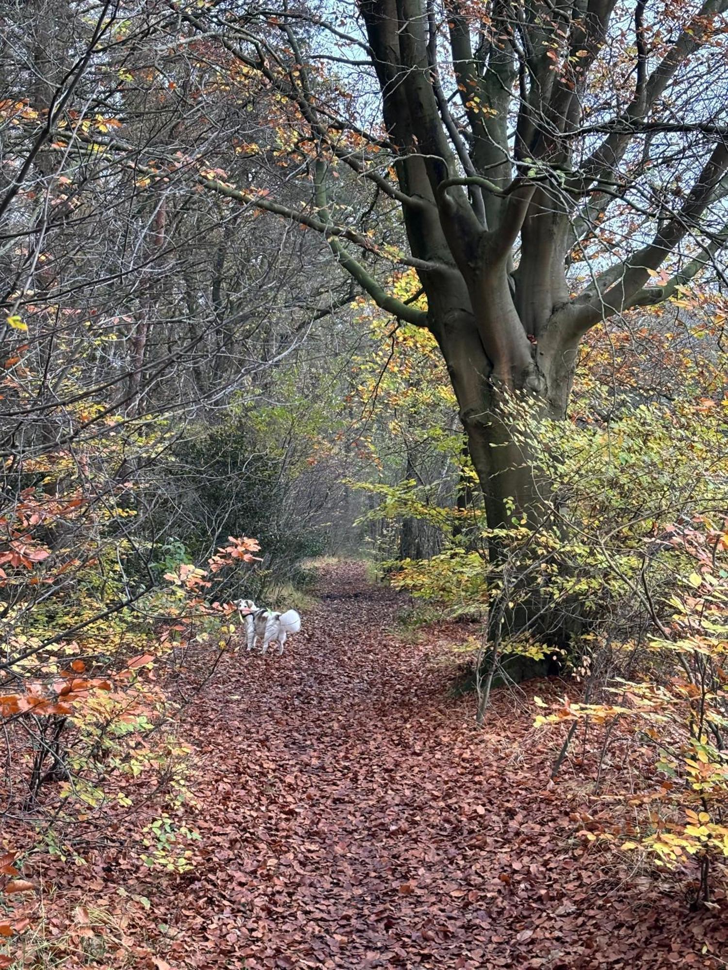 'T Holten Huus - Puur Genieten In Het Bos. Norg Zewnętrze zdjęcie